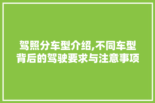 驾照分车型介绍,不同车型背后的驾驶要求与注意事项